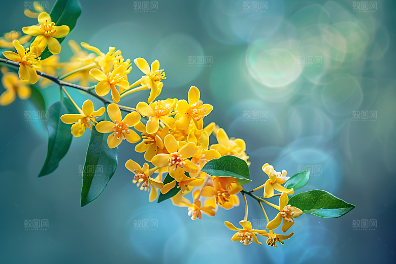 桂花清新秋季摄影图