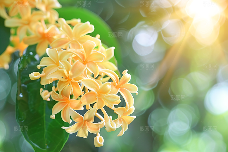 桂花自然唯美摄影图