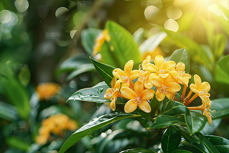 桂花树木花卉摄影图