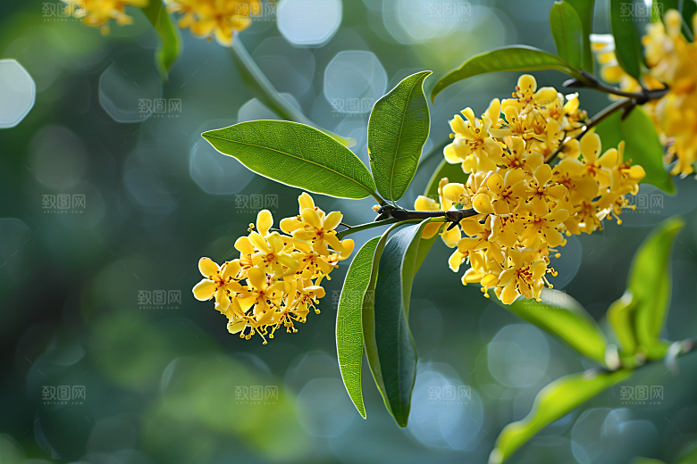 桂花金桂初秋摄影图