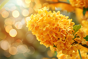 桂花花朵金桂摄影图
