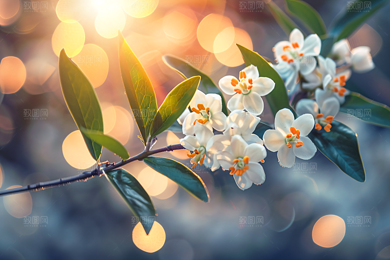 桂花自然清新摄影图