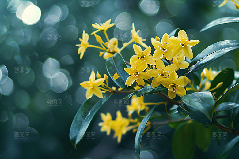 桂花植物芳香摄影图