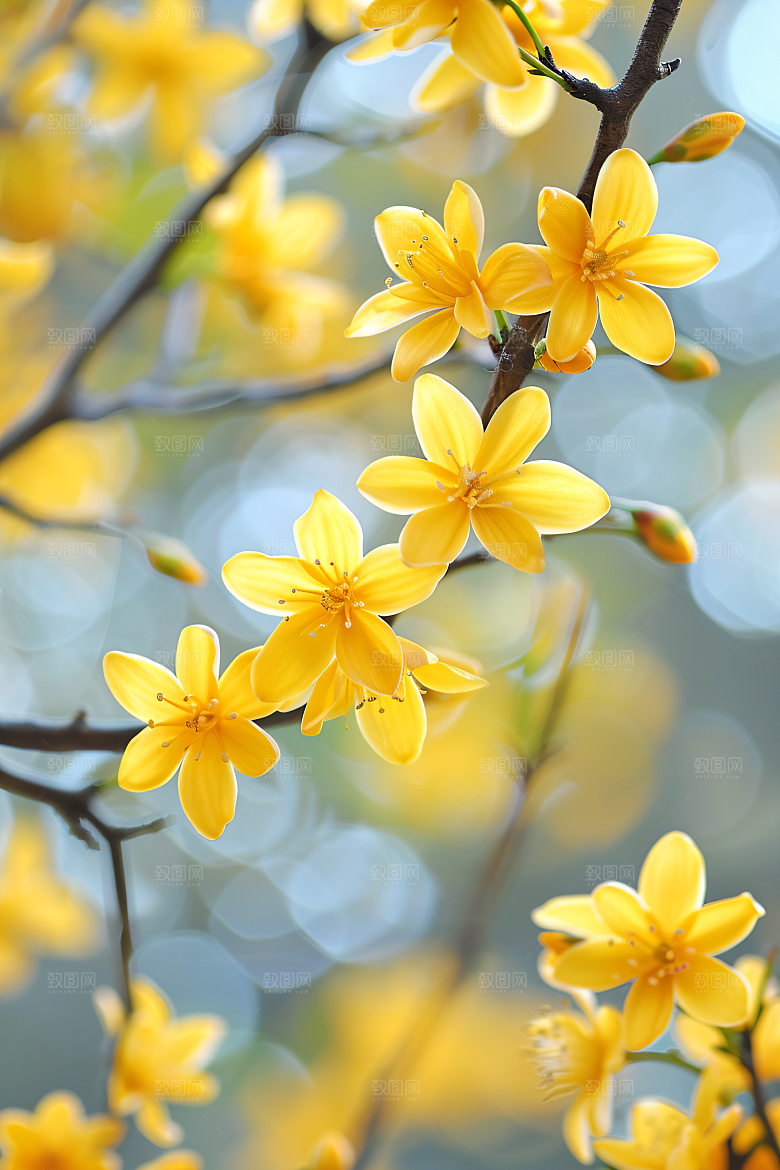 桂花四季桂高清摄影图