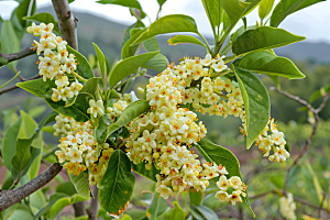 桂花花朵芬芳摄影图