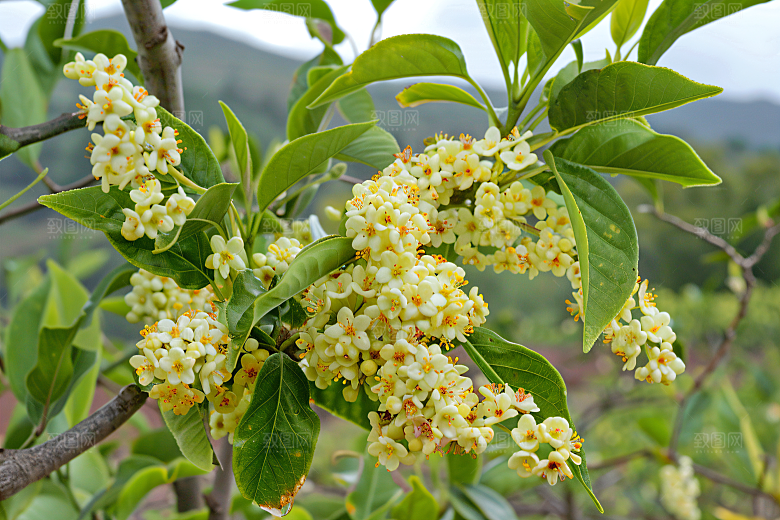 桂花花朵芬芳摄影图