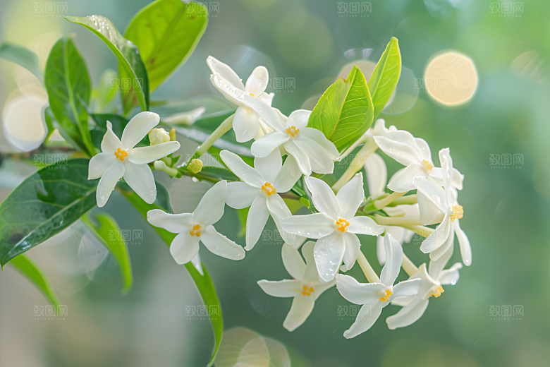 桂花初秋花朵摄影图