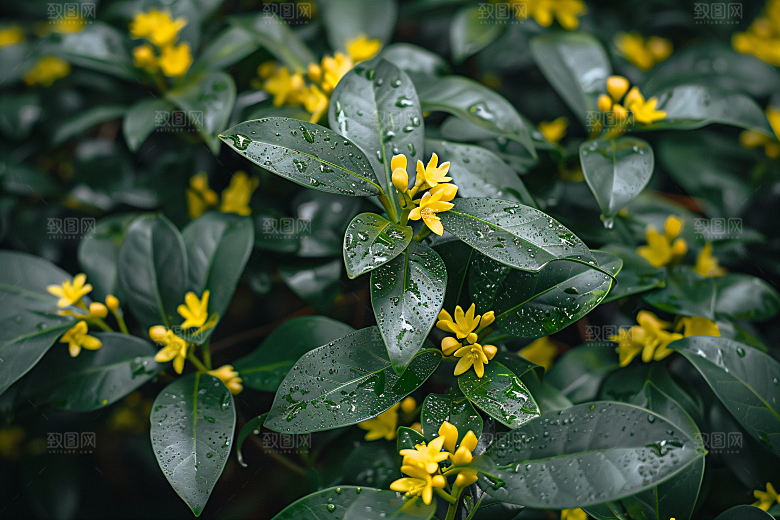 桂花四季桂花朵摄影图