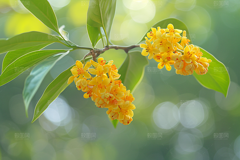 桂花自然初秋摄影图
