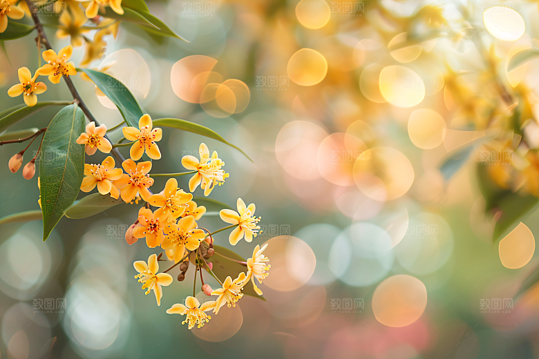 桂花高清初秋摄影图