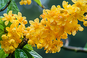 桂花金桂芬芳摄影图