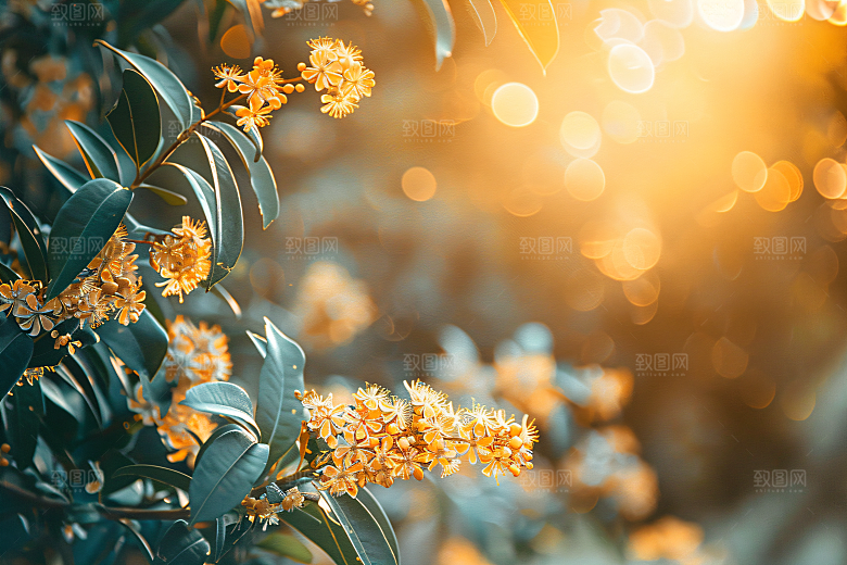 桂花花卉清新摄影图