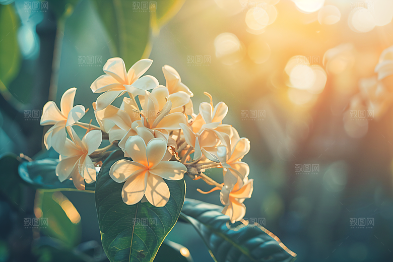 桂花自然高清摄影图