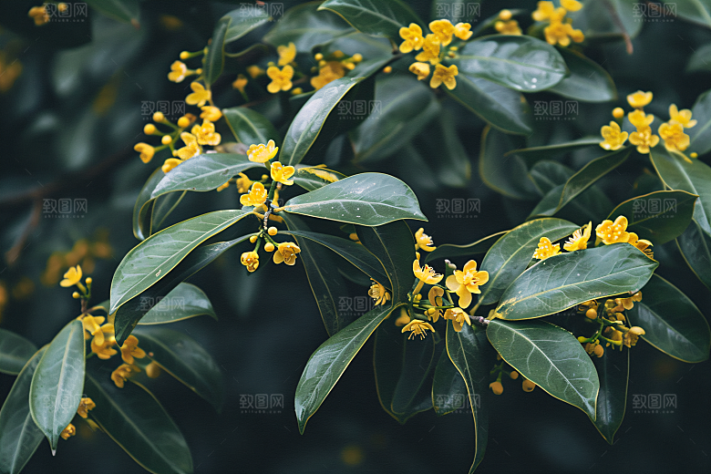 桂花植物清新摄影图
