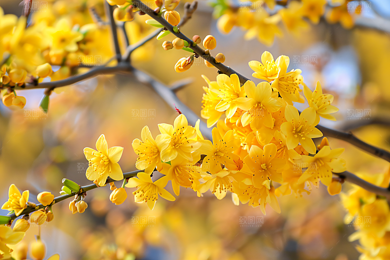 桂花芳香花卉摄影图