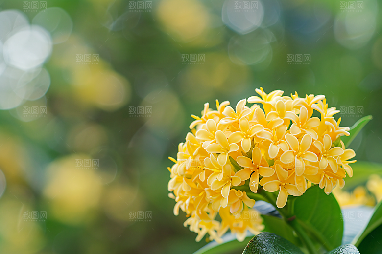 桂花芳香四季桂摄影图