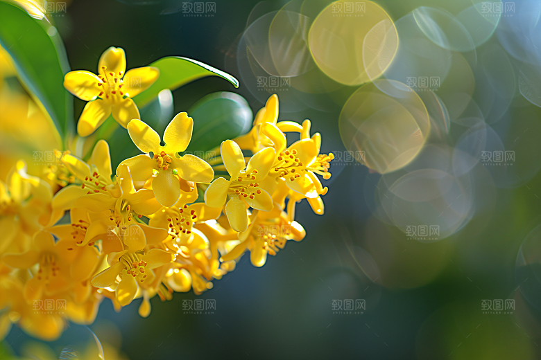 桂花花朵清新摄影图