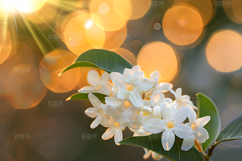 桂花高清植物摄影图