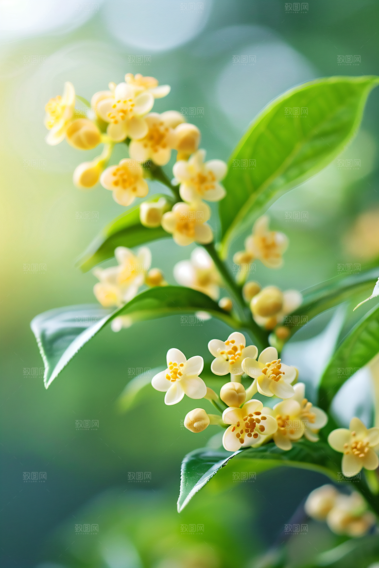 桂花芬芳四季桂摄影图