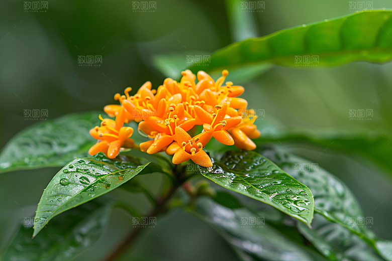 桂花自然四季桂摄影图