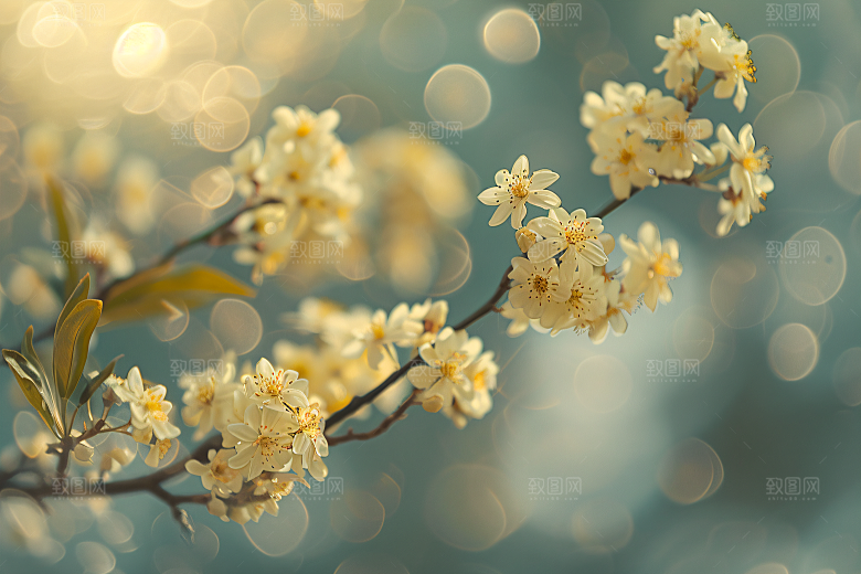 桂花自然唯美摄影图