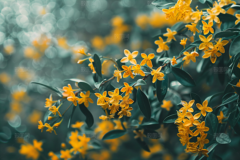 桂花高清初秋摄影图