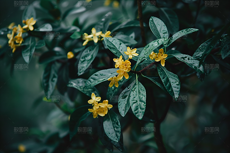 桂花芬芳花卉摄影图