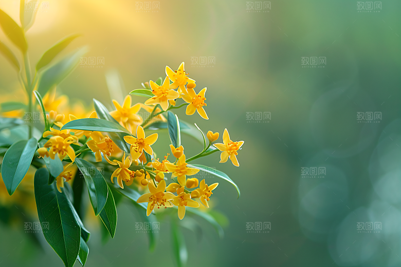 桂花金桂芬芳摄影图