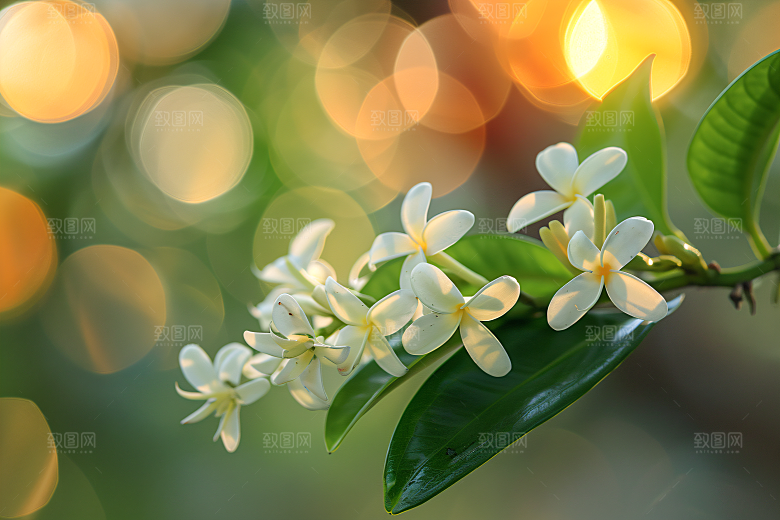 桂花唯美四季桂摄影图