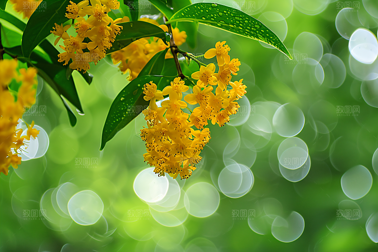 桂花花朵高清摄影图