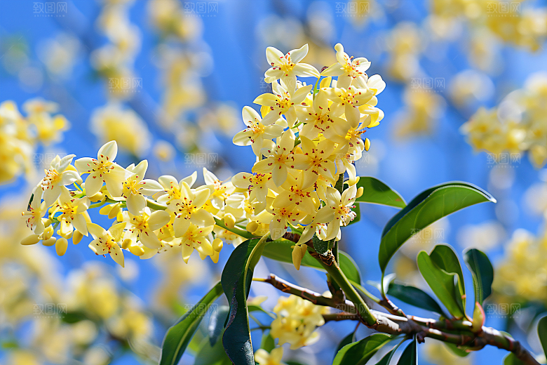 桂花四季桂花朵摄影图