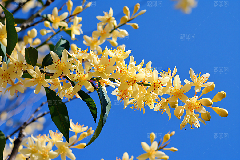 桂花金桂芳香摄影图