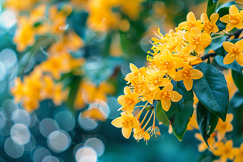 桂花芬芳花朵摄影图