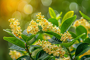 桂花芬芳植物摄影图