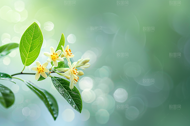 桂花秋季唯美摄影图