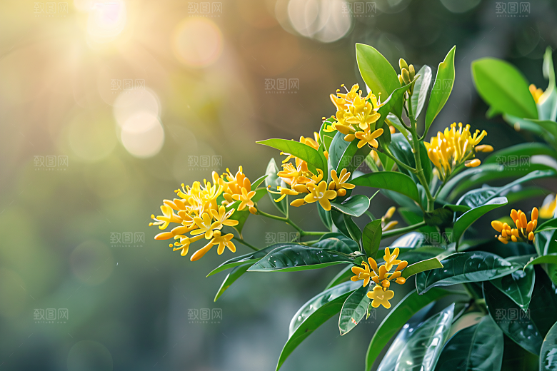 桂花花朵芬芳摄影图