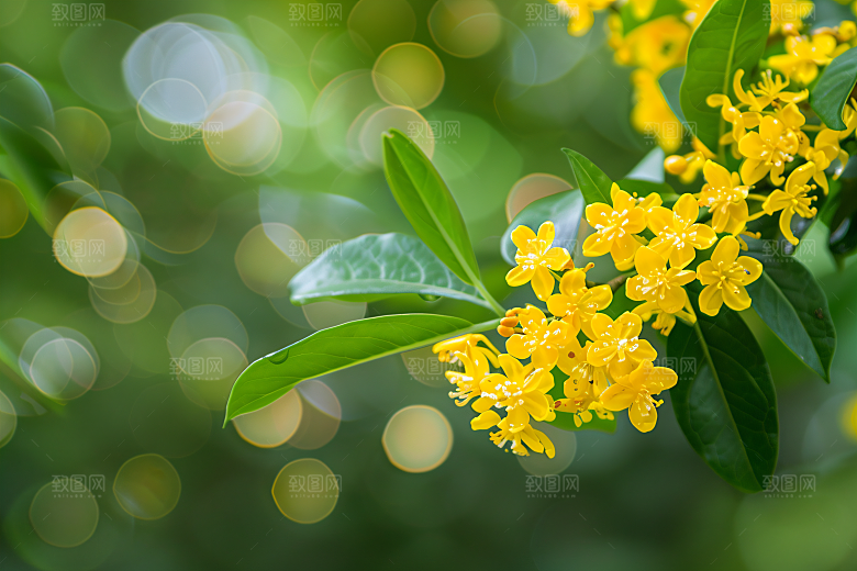 桂花植物清新摄影图