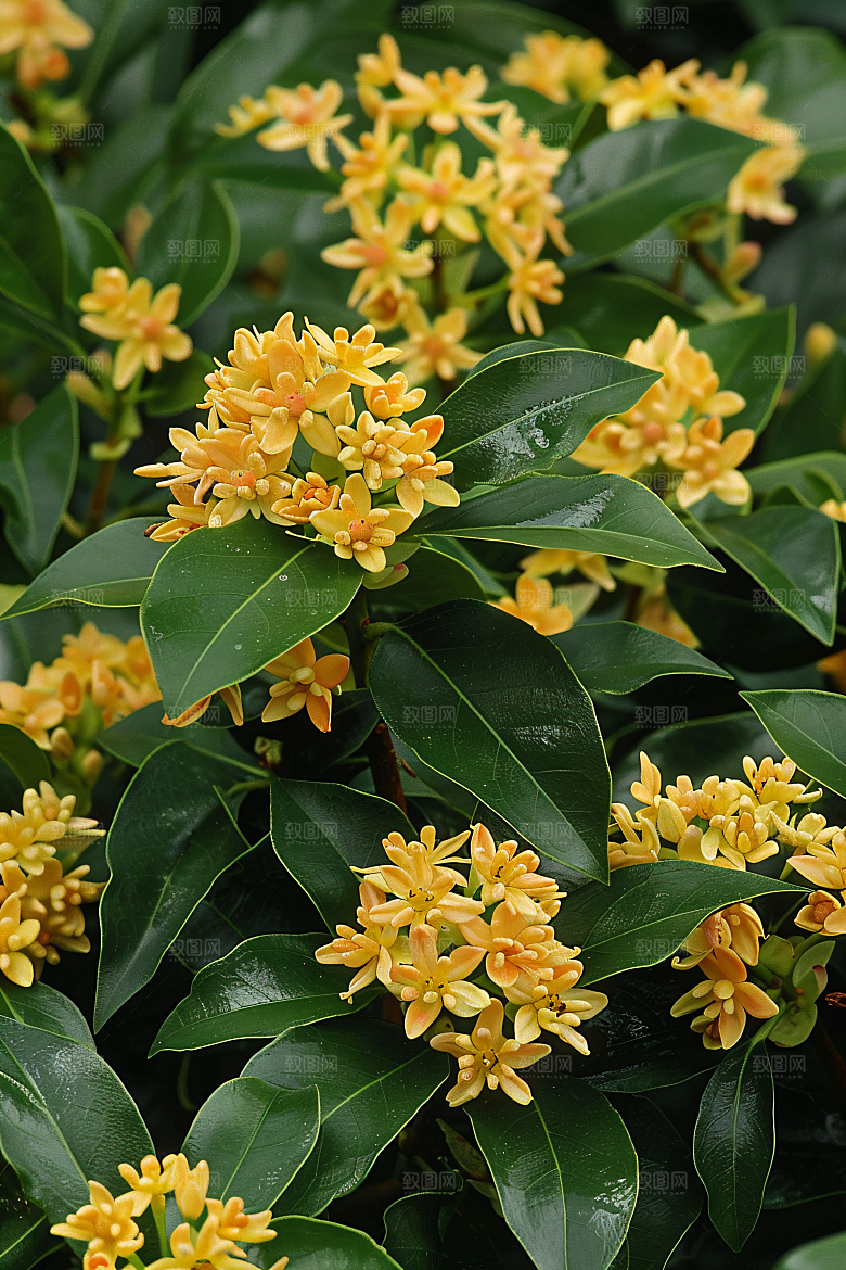 桂花金桂芳香摄影图