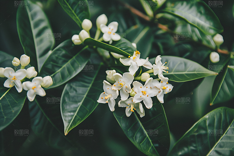 桂花高清清新摄影图