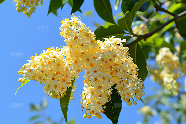 桂花芬芳四季桂摄影图
