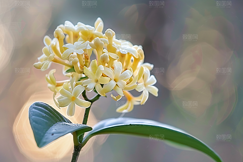 桂花芬芳唯美摄影图