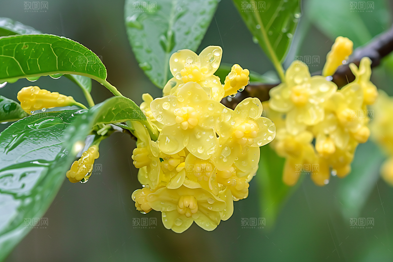 桂花芬芳花朵摄影图