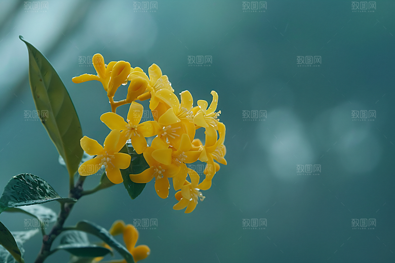 桂花初秋唯美摄影图