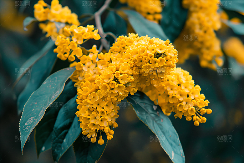 桂花四季桂植物摄影图