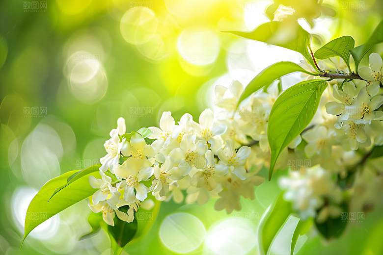 桂花芳香花朵摄影图