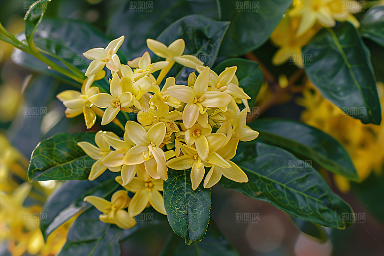 桂花自然四季桂摄影图