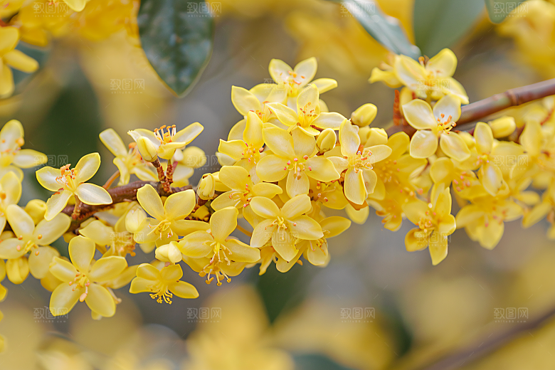桂花花朵高清摄影图