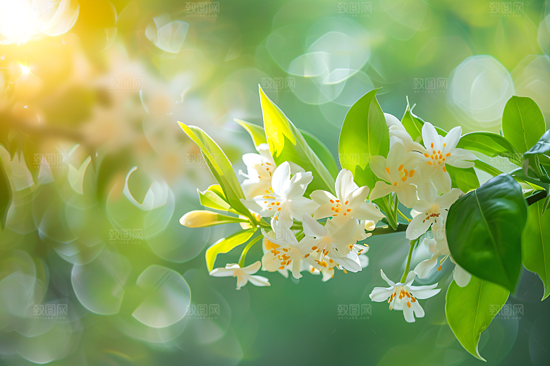 桂花自然花朵摄影图