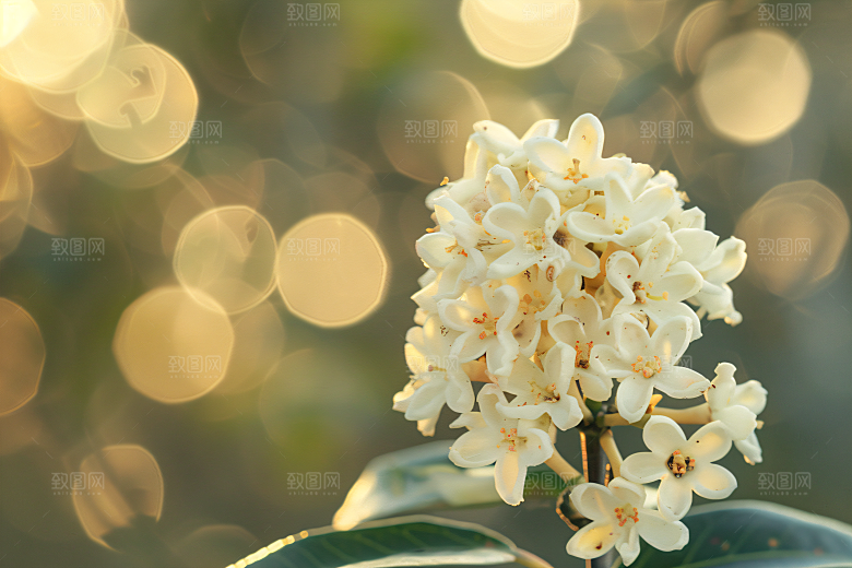 桂花花卉唯美摄影图