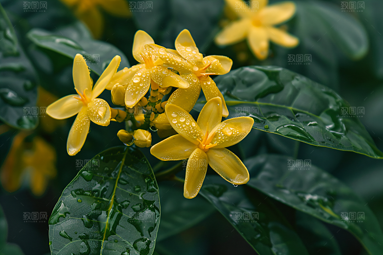 桂花初秋自然摄影图